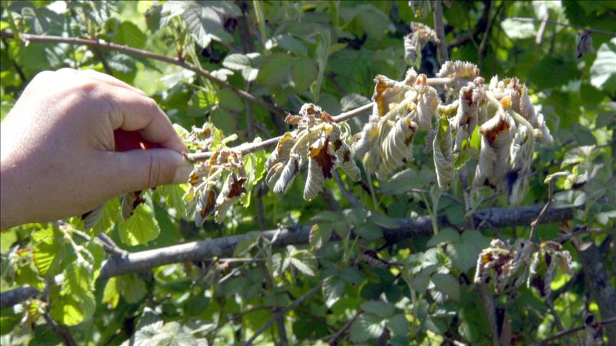 Fındık hasadında  çocuk çalıştırana ceza