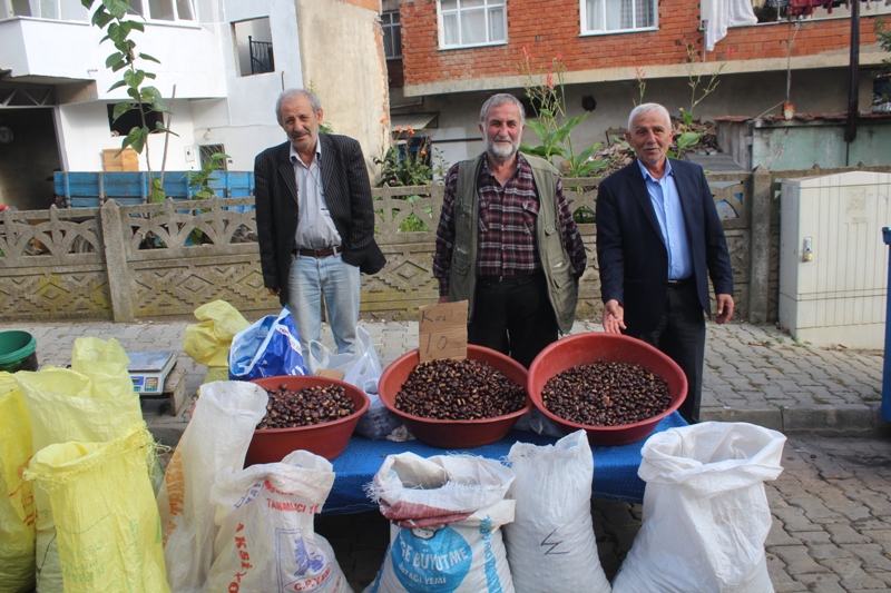 Kocaali’de kestane zamanı