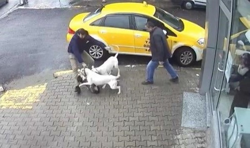 Ferizli'de köpek dehşeti