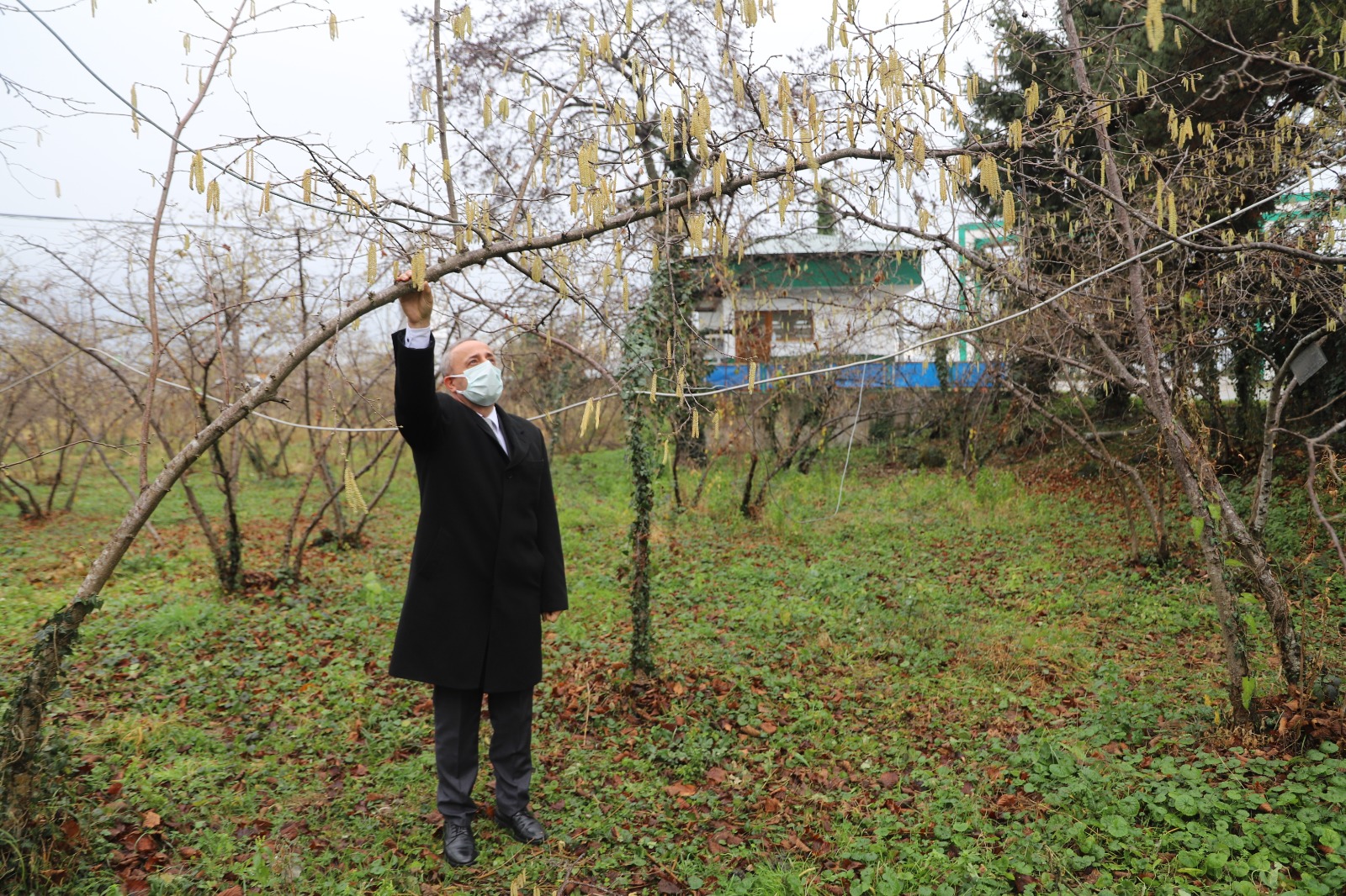 FINDIKTA BÜYÜK TEHDİT; ‘YALANCI BAHAR’