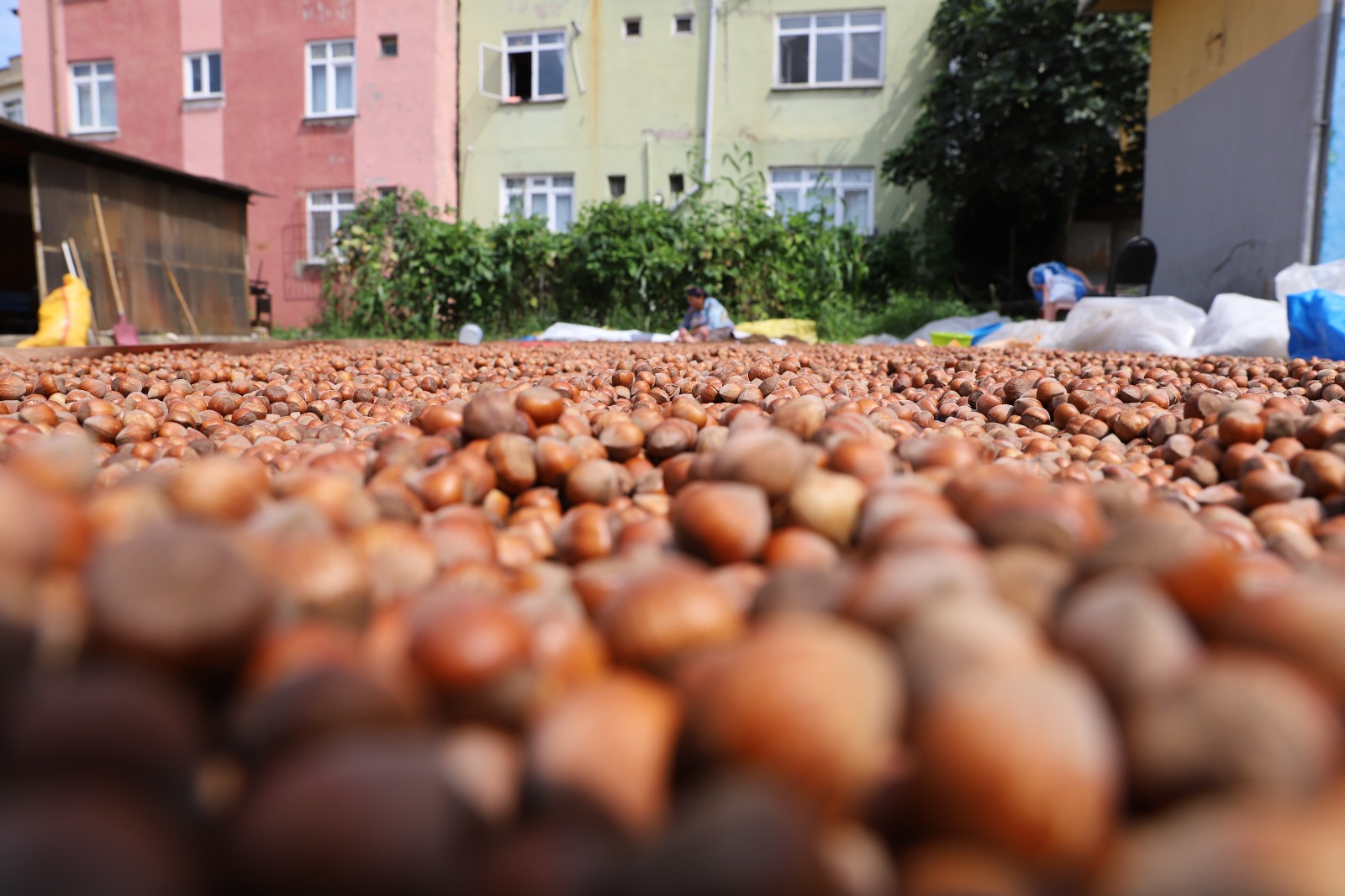 FİSKOBİRLİK FINDIK ALIMINA BAŞLIYOR